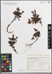 Foto von Salix L.